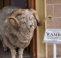 Tasmanian Wool Centre - Accommodation Newcastle