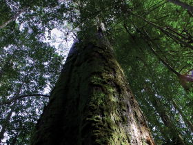 Styx Big Tree Reserve - Accommodation Newcastle 0