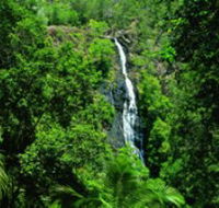 Kondalilla National Park - Accommodation Newcastle