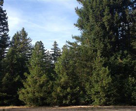 Pialligo Redwood Forest - Accommodation Newcastle 0