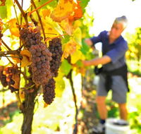 Native Point Wines - Accommodation Newcastle