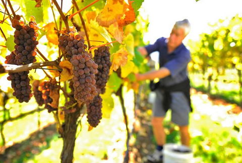 Native Point Wines - Accommodation Newcastle 0