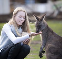 Bonorong Wildlife Sanctuary - Accommodation Newcastle