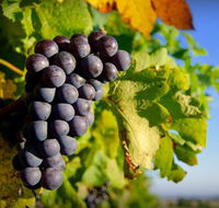 Panorama Vineyard - Accommodation Newcastle