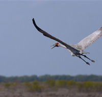 Gayngaru Wetlands Interpretive Walk - Accommodation Newcastle