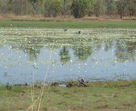 Leaning Tree Lagoon Nature Park - Accommodation Newcastle 0