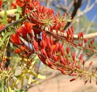 Olive Pink Botanic Garden - Accommodation Newcastle