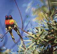 Wangi Falls Walk - Accommodation Newcastle
