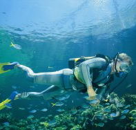 Kirra Reef Dive Site - Accommodation Newcastle