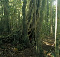Lamington National Park Binna Burra Section - Accommodation Newcastle