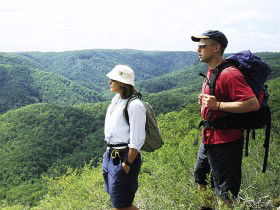 Sunshine Coast Hinterland Great! Walk - Accommodation Newcastle 0