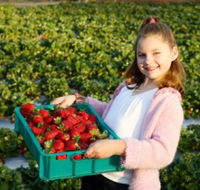 Strawberry Fields - Accommodation Newcastle