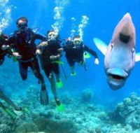 Jew Shoal Dive Site - Accommodation Newcastle