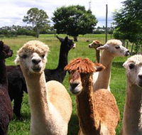 Banyandah Alpacas - Accommodation Newcastle