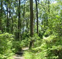 Mapleton Falls National Park - Accommodation Newcastle