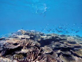 Australian Institute Of Marine Science - Accommodation Newcastle 0