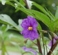 Alpha Native Flower Garden - Accommodation Newcastle