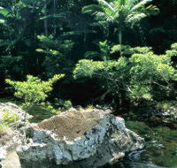 Conway State Forest - Accommodation Newcastle