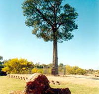 Robbers Tree - Accommodation Newcastle