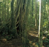Mount Bithongabel - Accommodation Newcastle