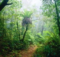 Lamington National Park Green Mountains Section - Accommodation Newcastle