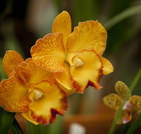 Queens Park - Orchid House - Accommodation Newcastle