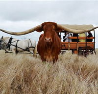Texas Longhorn Wagon Tours and Safaris - Accommodation Newcastle
