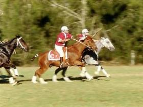 Morgan Park - Accommodation Newcastle 0