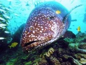 Lady Musgrave Island Dive Sites - Accommodation Newcastle 0