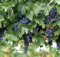 South Burnett Wine Trail - Accommodation Newcastle