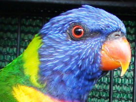 Fraser Coast Wildlife Sanctuary - Accommodation Newcastle 0