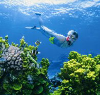 Wheeler Reef Dive Site - Accommodation Newcastle