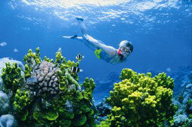 Wheeler Reef Dive Site - Accommodation Newcastle 0