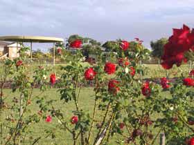 Elizabeth Park Rose Gardens - Accommodation Newcastle 0