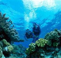 Coral Gardens Dive Site - Accommodation Newcastle