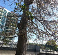 The Leichhardt Tree - Accommodation Newcastle