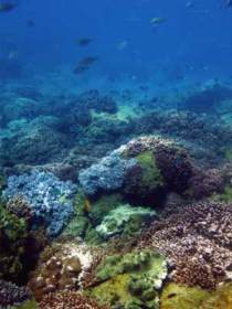 Hoffman's Rocks Dive Site - Accommodation Newcastle 0