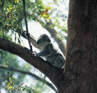 Daisy Hill Conservation Park - Accommodation Newcastle