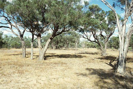 Forest Den National Park - Accommodation Newcastle 0