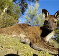 Ballarat Wildlife Park - Accommodation Newcastle