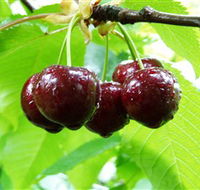 Red Hill Cherry Farm - Accommodation Newcastle