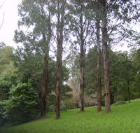 Mount Dandenong Arboretum - Accommodation Newcastle