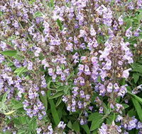 Otway Herbs - Accommodation Newcastle