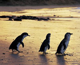 Phillip Island Nature Park - Accommodation Newcastle 0