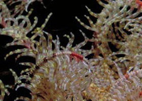 Point Danger Marine Sanctuary - Accommodation Newcastle 0