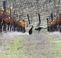 Blue Pyrenees Estate - Accommodation Newcastle