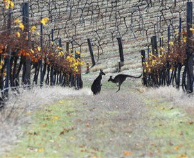 Blue Pyrenees Estate - Accommodation Newcastle 0