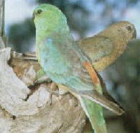 Lake Albacutya Regional Park - Accommodation Newcastle