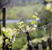 Michelini Wines - Accommodation Newcastle