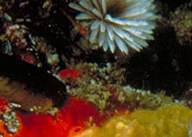 Point Cooke Marine Sanctuary - Accommodation Newcastle 0